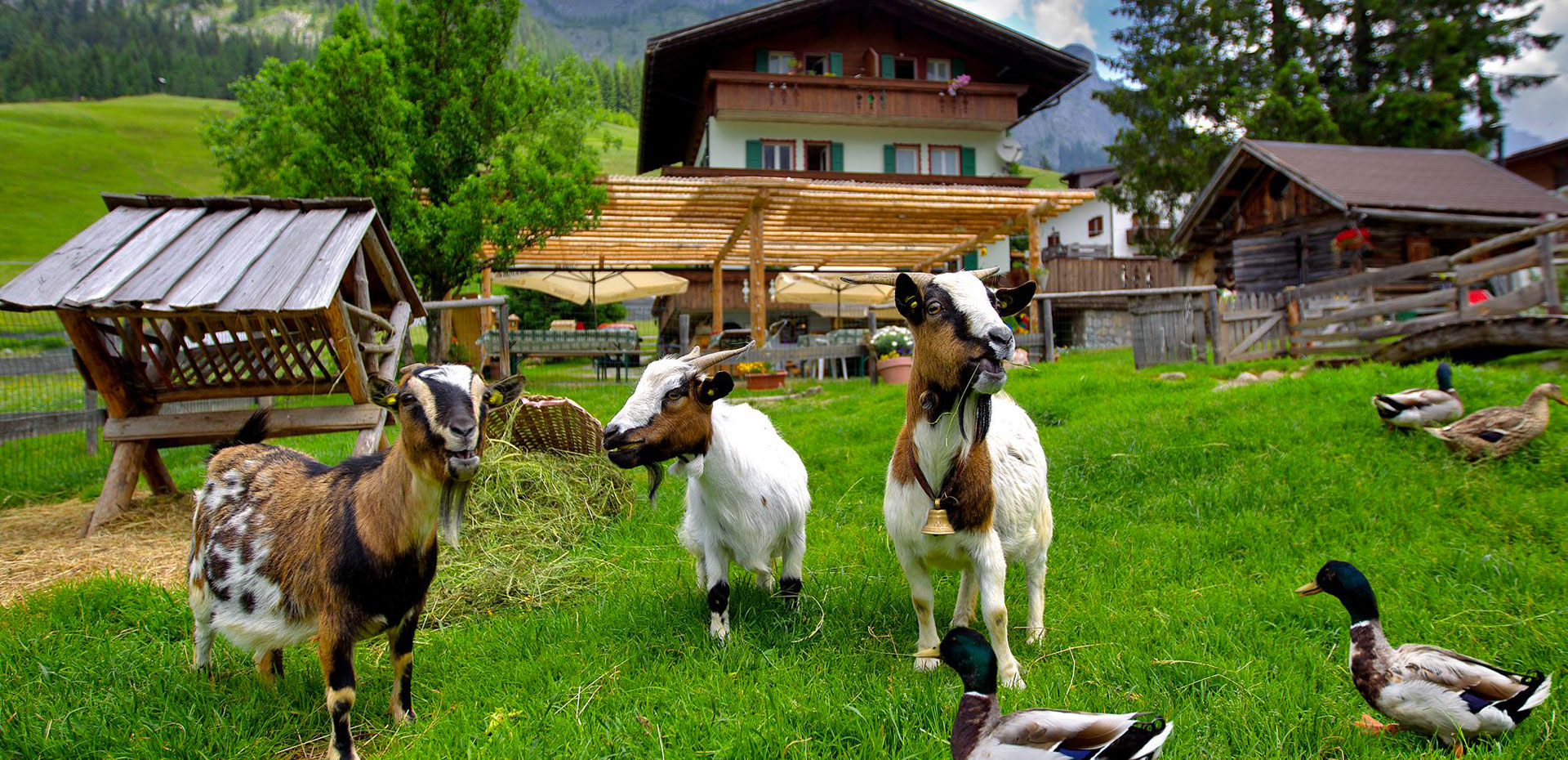 #Sappada Agriturismo Zaine