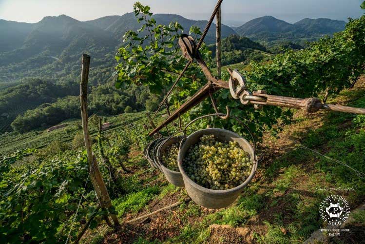 Weekend in Cantina. Tutte le date gli indirizzi e i siti delle cantine aperte sino a dicembre 2018