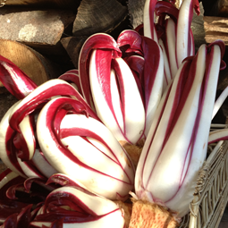 RADICCHIO-ROSSO RADICCHIO ROSSO