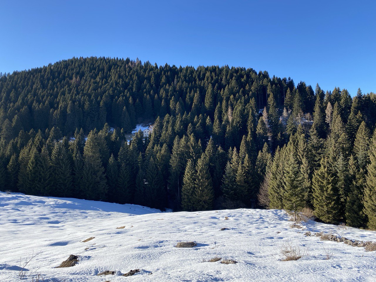 Grappa Grappa
