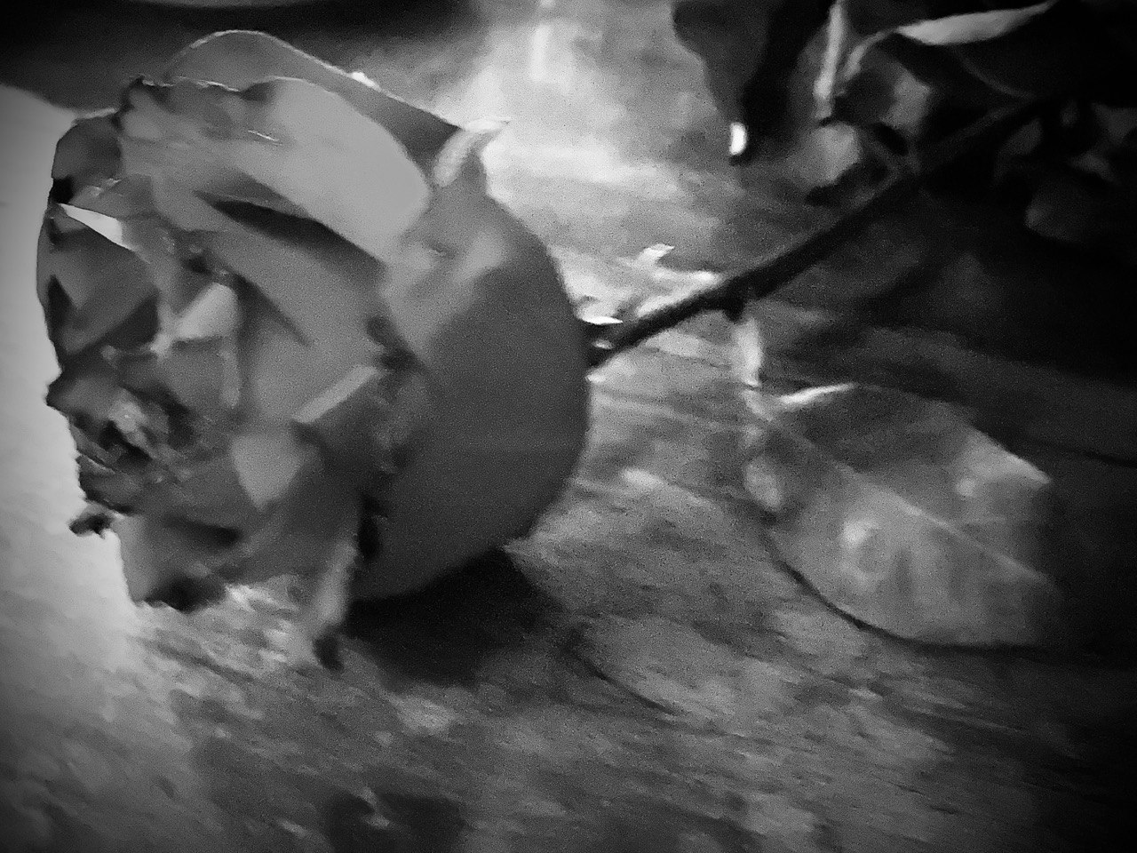 Rosa Triste