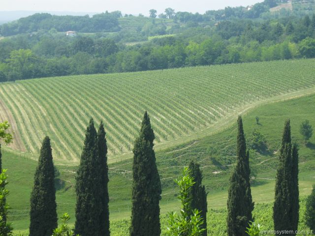 21_Vino_in_Villa2011 075 21 Vino in Villa2011 075