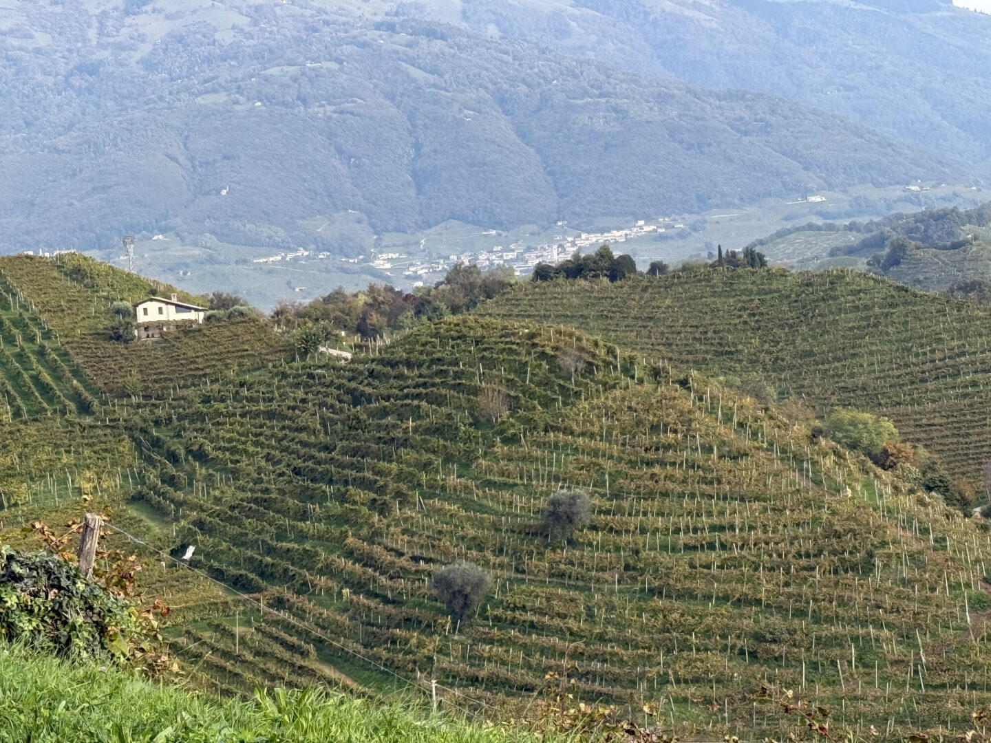colline prosecco